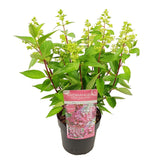 Livraison plante - Hortensia 'Prim White'® - ↨25cm - Ø19cm - plante fleurie