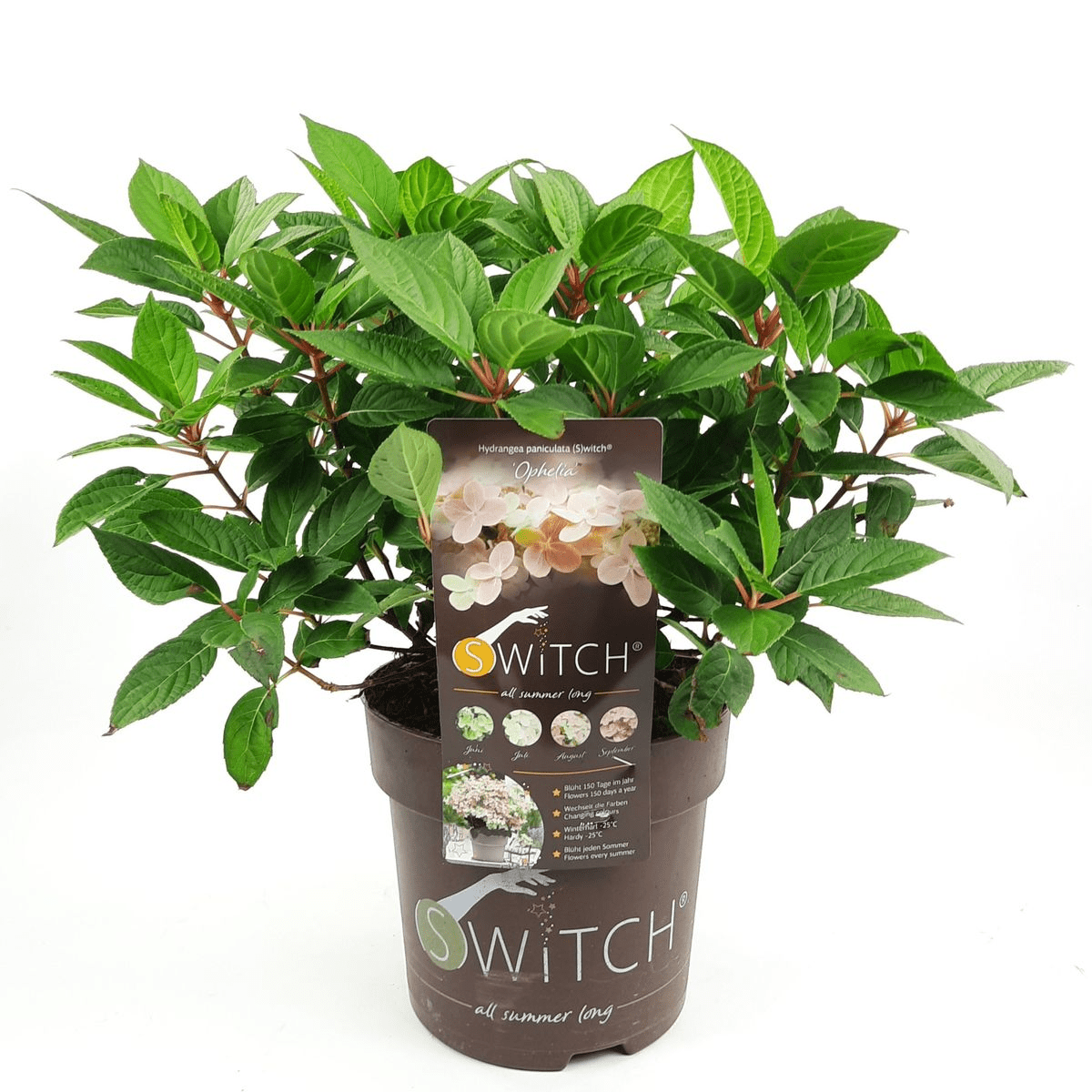 Livraison plante - Hortensia '(S) sorcière ophélia'® - ↨60cm - Ø24cm - plante d'extérieur fleurie