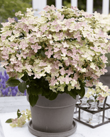 Livraison plante - Hortensia '(S) sorcière ophélia'® - ↨60cm - Ø24cm - plante d'extérieur fleurie
