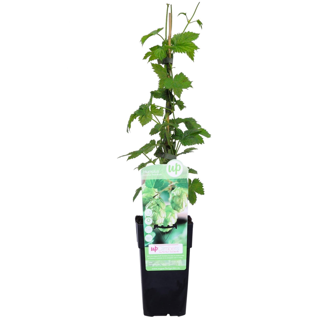 Livraison plante - Houblon- humulus lupulus 'nordbrau' - ↨65cm - Ø15 - plante d'extérieur