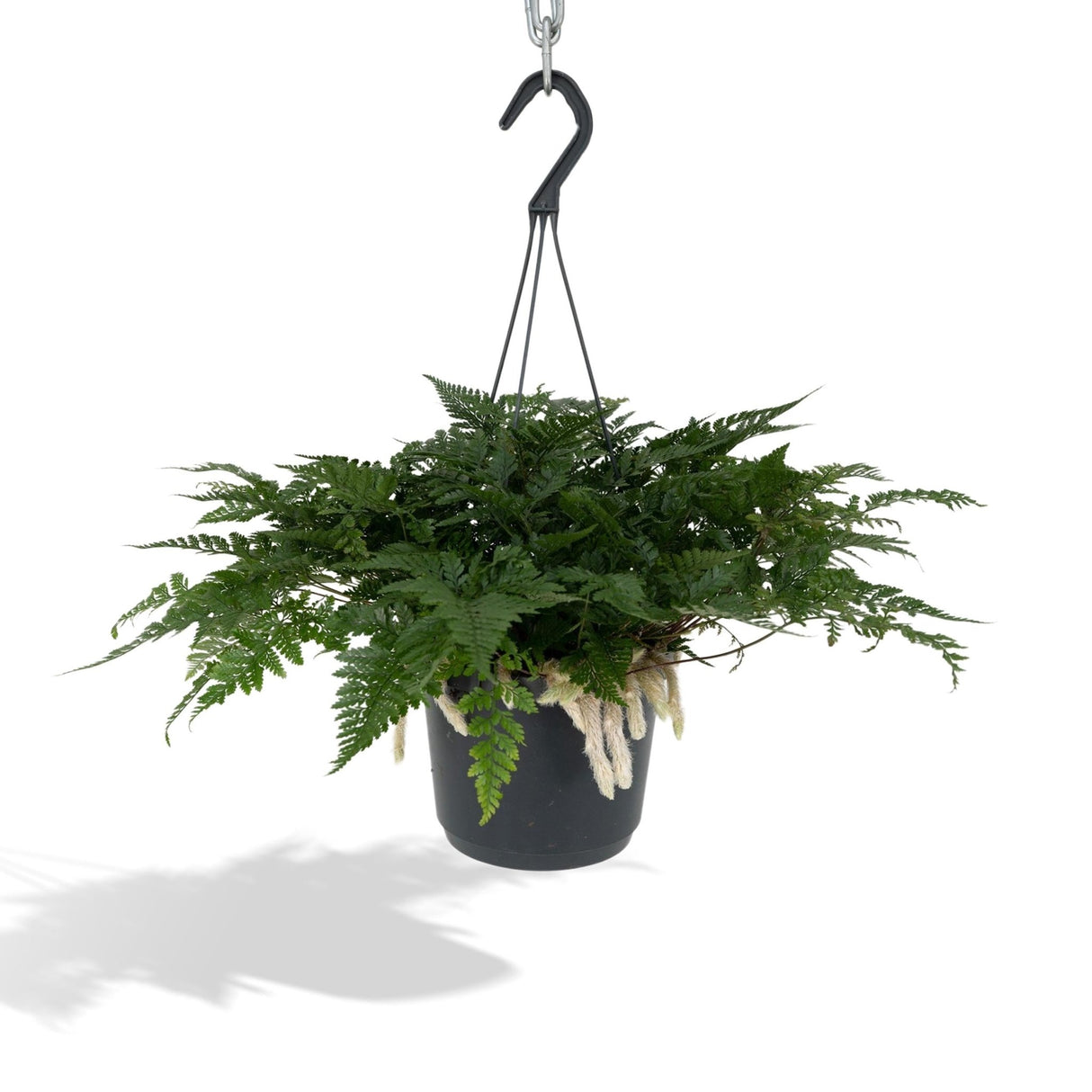 RARE plante d'intérieur tropicale vivante Piper Parmatum garden 4 cadeau  en pot