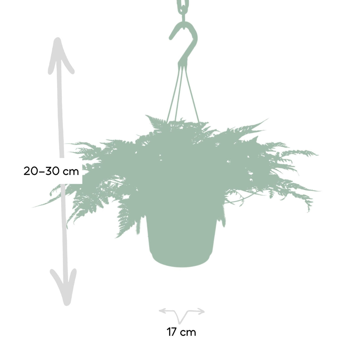 Livraison plante - Humata Tyermannii - h20cm, Ø17cm - plante d'intérieur tombante