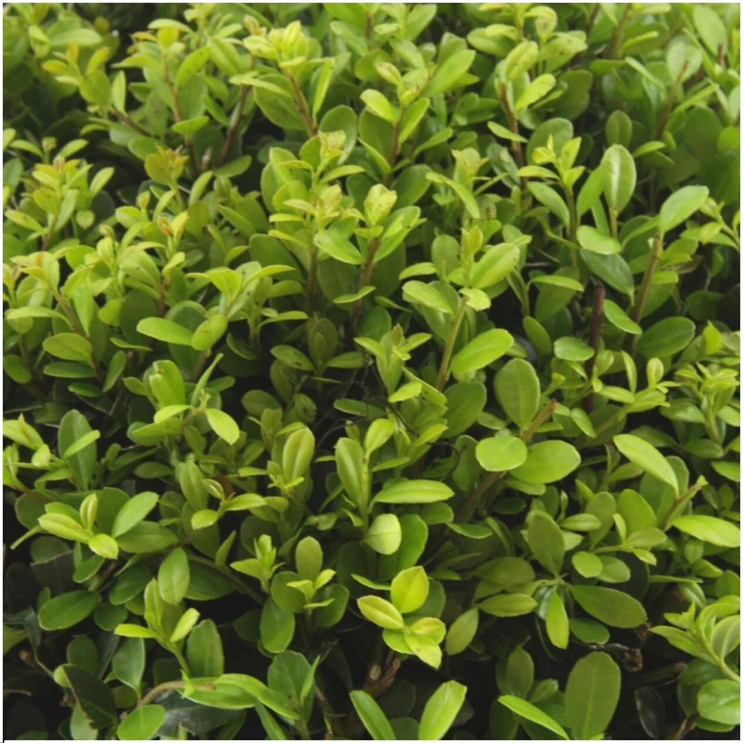 Livraison plante - Ilex crenata 'Jenny' - lot de 24 - Ø7cm - ↕25 cm - plante de haie