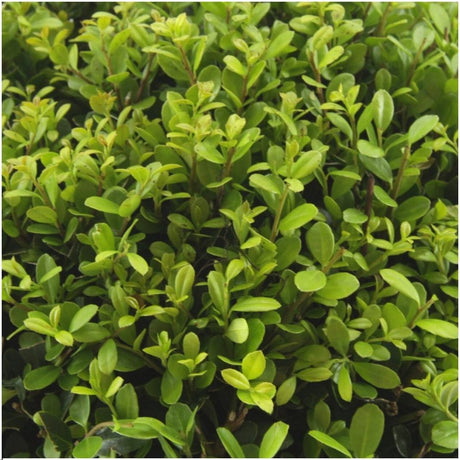Livraison plante - Ilex crenata 'Jenny' - lot de 48 - Ø7cm - ↕25 cm - plante de haie