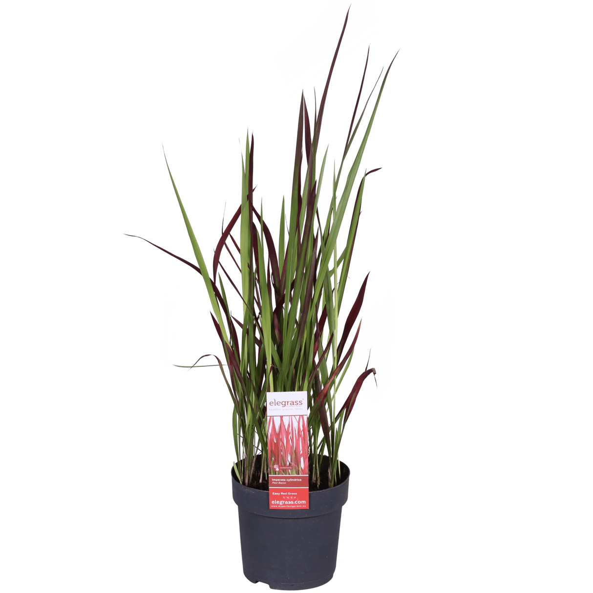 Livraison plante - Imperata cylindrica 'Red Baron' - ↨40cm - Ø14 - plante vivace