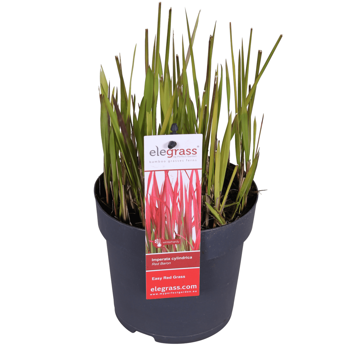 Livraison plante - Imperata cylindrica 'Red Baron' - ↨40cm - Ø14 - plante vivace