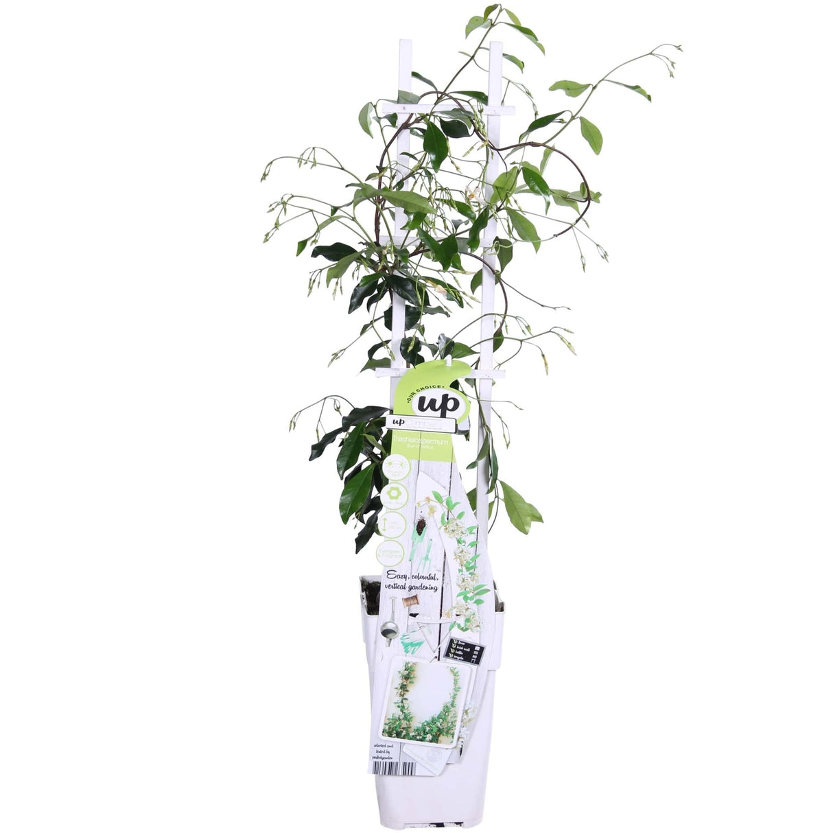 Livraison plante - Jasmin étoilé 'Star of Venise' - ↨65cm - Ø15 - plante d'extérieur fleurie