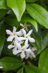Livraison plante - Jasmin étoilé 'Star of Venise' - ↨65cm - Ø15 - plante d'extérieur fleurie