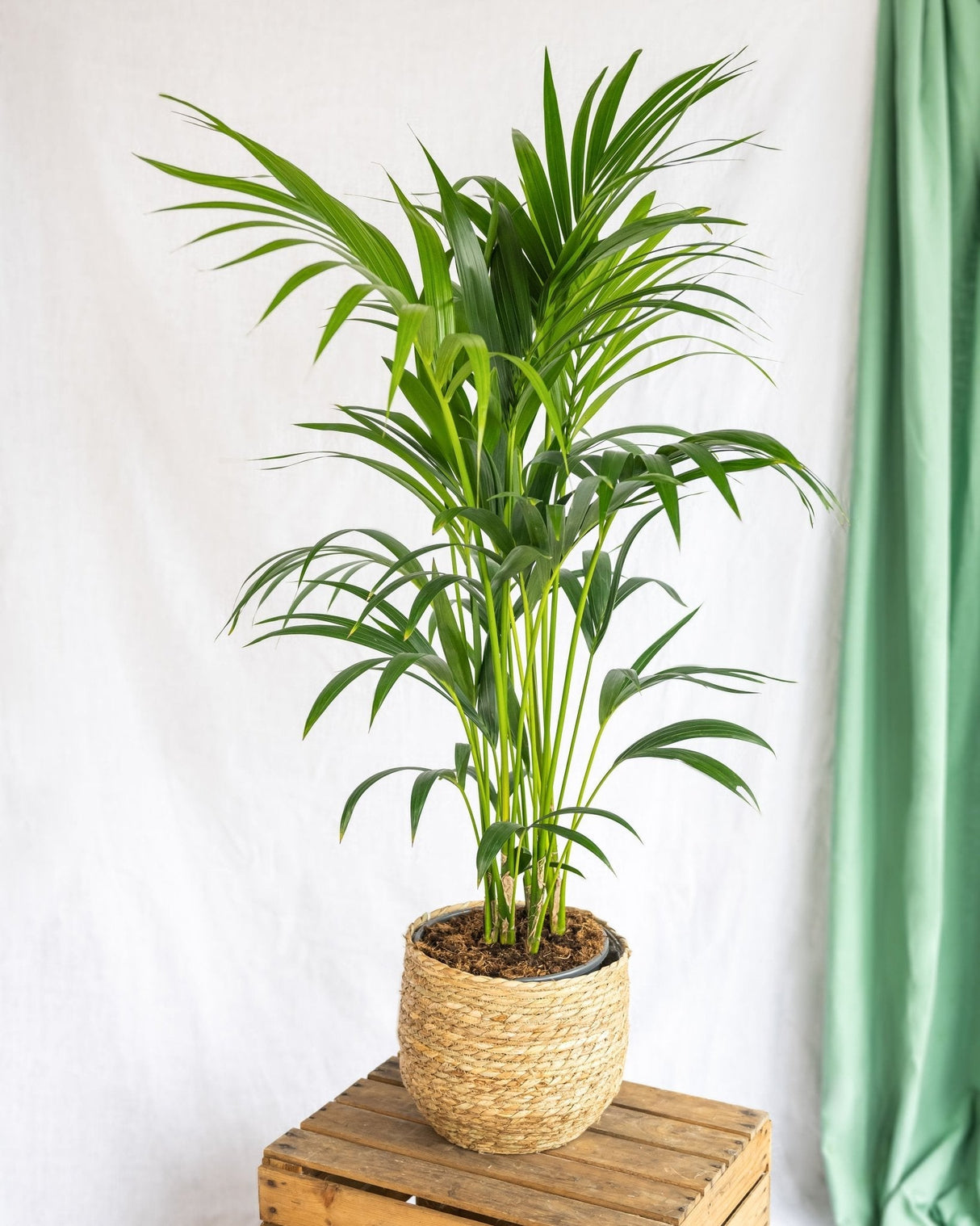 Livraison plante - Kentia Howea Forsteriana