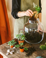 Livraison plante - Kit Terrarium DIY - ACAPULCO