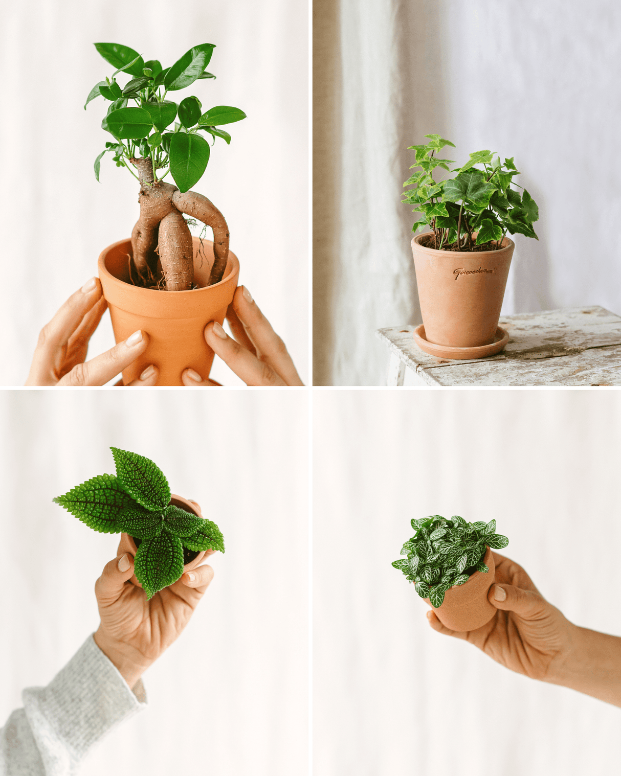 Livraison plante - Kit Terrarium DIY - ACAPULCO