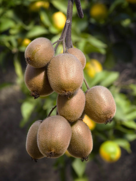Livraison plante - Kiwi (Actinidia deliciosa) 'Jenny' - ↨45cm - Ø13 - arbuste fruitier - plante d'extérieur