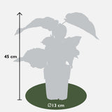Livraison plante - Kiwi (Actinidia deliciosa) 'Jenny' - ↨45cm - Ø13 - arbuste fruitier - plante d'extérieur