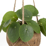Livraison plante - Kokodama Pilea Peperomiodes - h20cm, Ø15cm - plante d'intérieur tombante