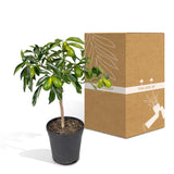 Livraison plante - Kumquat Fortunella- 45 cm - Ø15 - arbuste fruitier extérieur