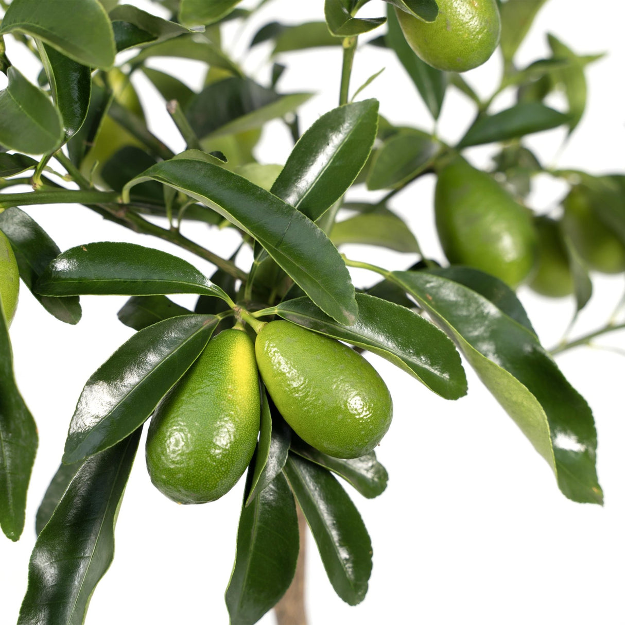 Livraison plante - Kumquat Fortunella- 45 cm - Ø15 - arbuste fruitier extérieur