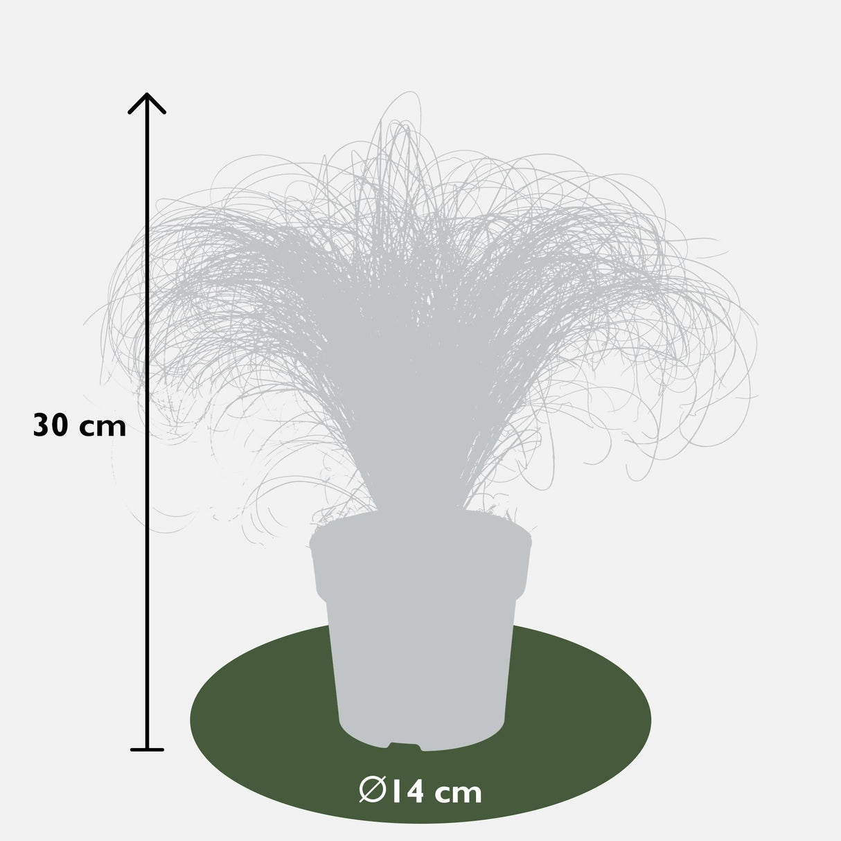 Livraison plante - Laîche Carex Comans 'Frosted Curls' - ↨30cm - Ø14 - plante vivace extérieur