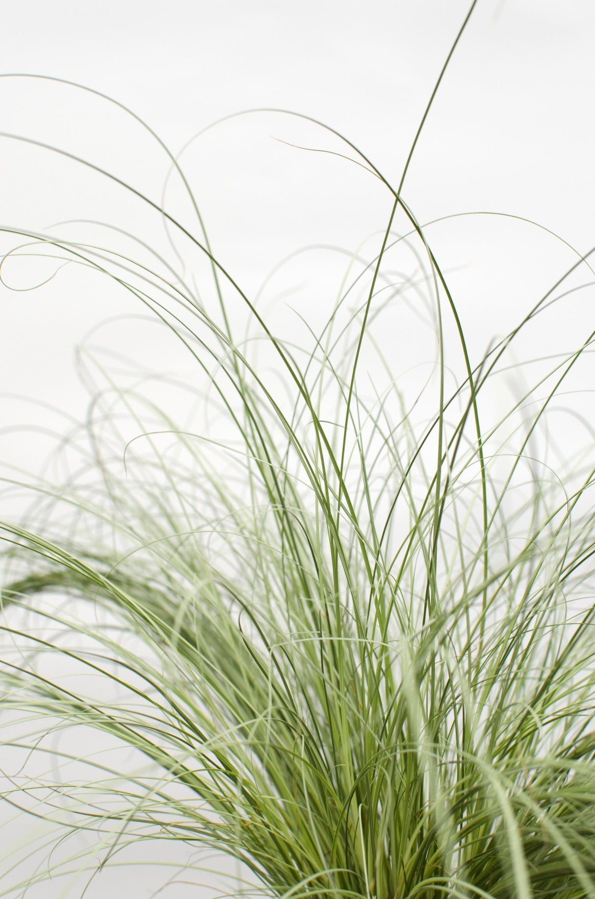 Livraison plante - Laîche Carex Comans 'Frosted Curls' - ↨30cm - Ø14 - plante vivace extérieur