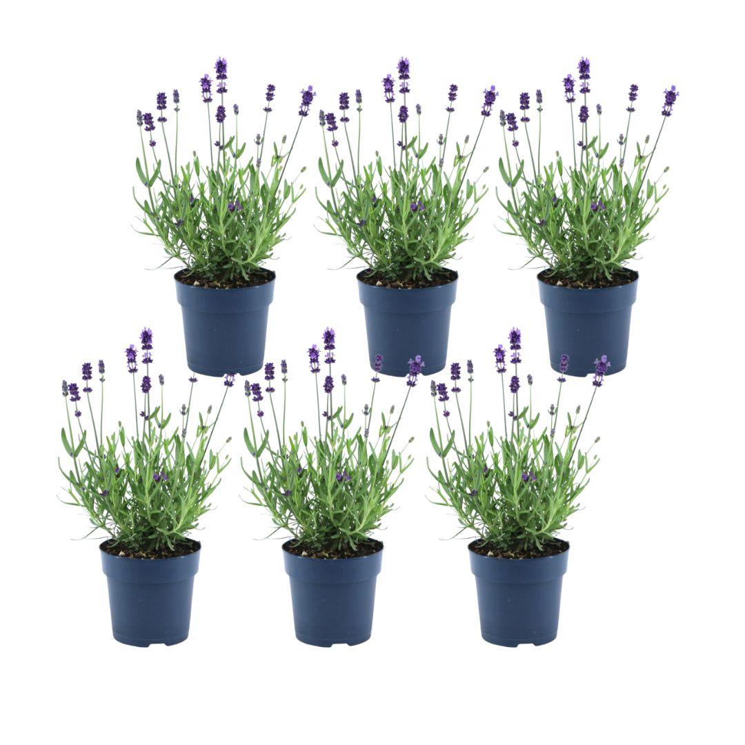 Livraison plante - Lavande angustifolia Felice® lot de 6 - 12 cm - Plante fleurie extérieur