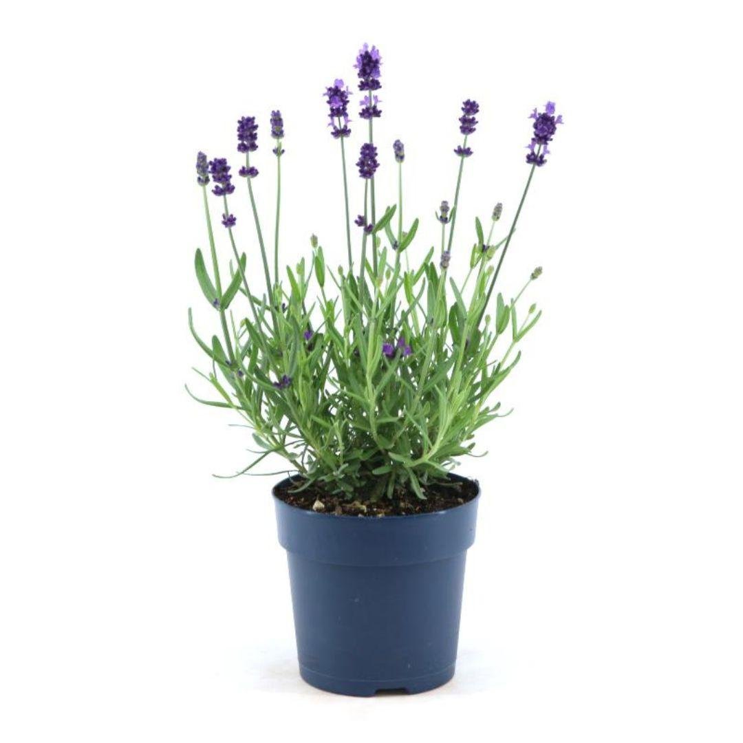 Livraison plante - Lavande angustifolia Felice® lot de 6 - 12 cm - Plante fleurie extérieur