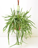 Livraison plante - Lepismium Bolivianum