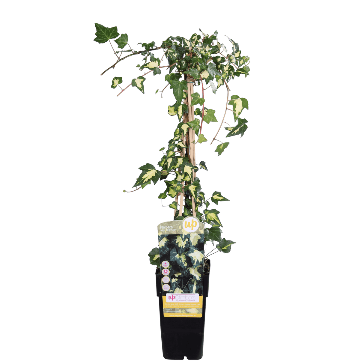 Livraison plante - Lierre Hedera Colchica 'Dentata Variegata' - ↨65cm - Ø15 - plante d'extérieur