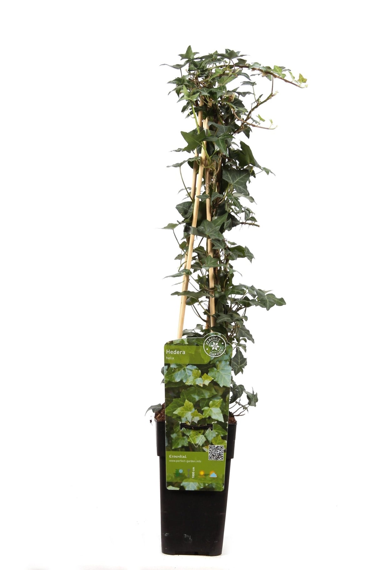 Livraison plante - Lierre Hedera Helix - ↨65cm - Ø15 - plante d'extérieur grimpante