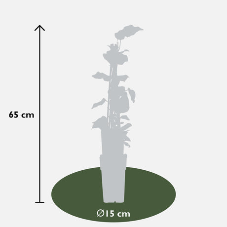 Livraison plante - Lierre - lot de 4 - ↨65cm - Ø15 - plante grimpante extérieur