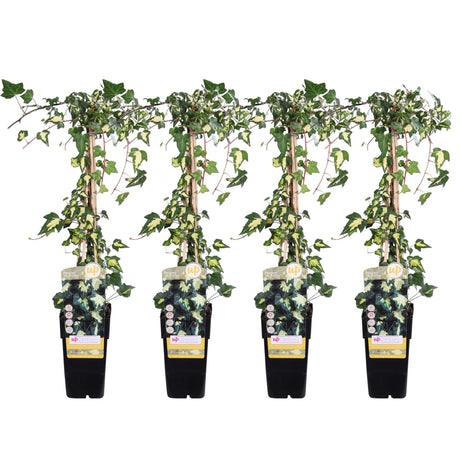 Livraison plante - Lierre variegata - lot de 4 - ↨65cm - Ø15 - plante grimpante d'extérieur