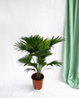 Livraison plante - Livistona Rotundifolia