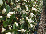 Livraison plante - Magnolia Cream'® - ↨25cm - Ø13cm - arbuste fleuri d'extérieur