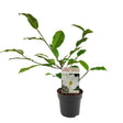 Livraison plante - Magnolia Cream'® - ↨25cm - Ø13cm - arbuste fleuri d'extérieur