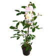 Livraison plante - Magnolia 'Fairy Magnolia Blush'®