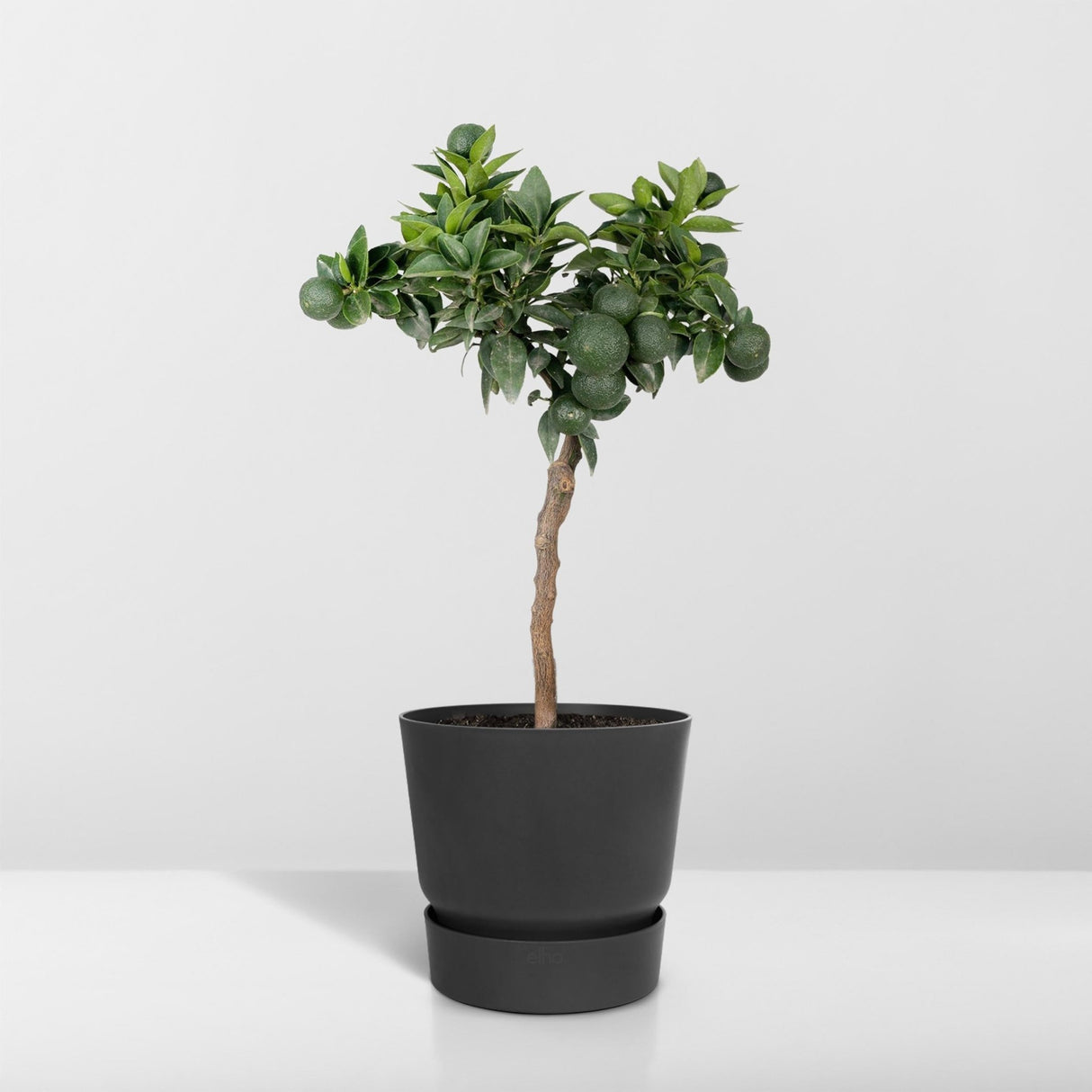 Livraison plante - Mandarinier - 45 cm - Ø15 - Arbuste fruitier - Plante d'extérieur
