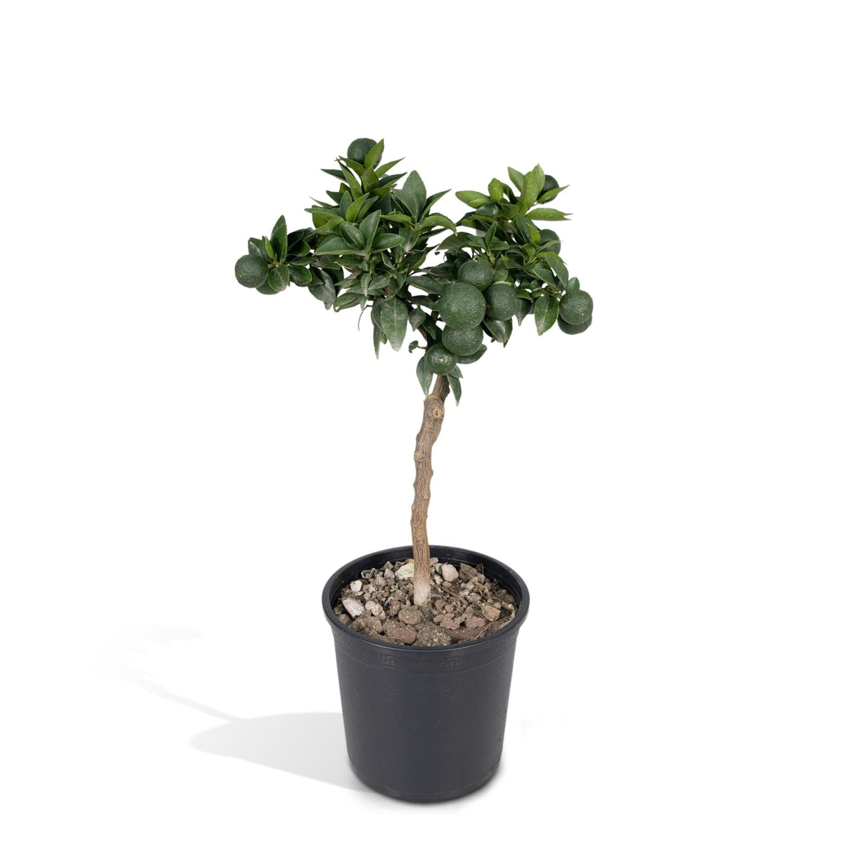 Livraison plante - Mandarinier - 45 cm - Ø15 - Arbuste fruitier - Plante d'extérieur