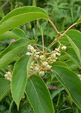Livraison plante - Mini kiwi Actinidia arguta 'issai' lot de 3 - ↨45cm - Ø13 - arbuste fruitier
