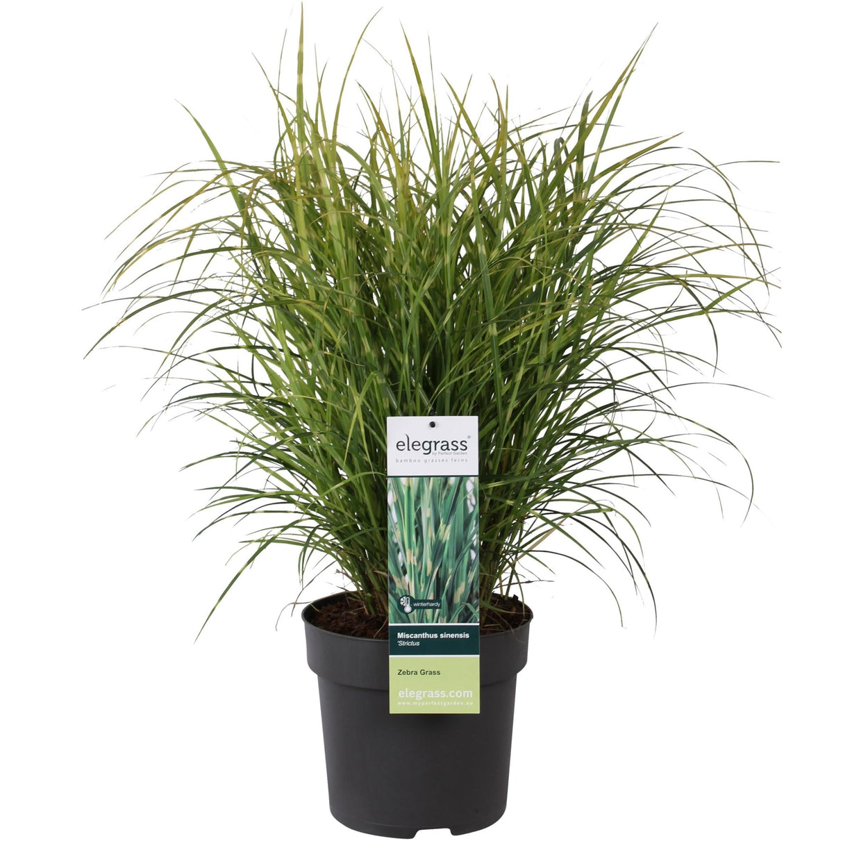 Livraison plante - Miscanthus sinensis '' - ↨60cm - Ø23 - plante d'extérieur graminée