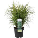 Livraison plante - Miscanthus sinensis '' - ↨60cm - Ø23 - plante d'extérieur graminée