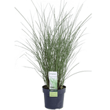 Livraison plante - Miscanthus sinensis 'mince' - ↨50cm - Ø19 - plante d'extérieur graminée