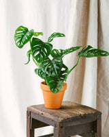 Livraison plante - Monstera Adansonii Monkey Leaf