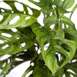 Livraison plante - Monstera Adansonii Monkey Leaf