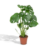 Livraison plante - Monstera Deliciosa - h55cm, Ø17cm - plante d'intérieur