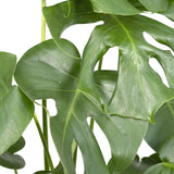 Livraison plante - Monstera Deliciosa - h55cm, Ø17cm - plante d'intérieur