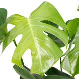 Livraison plante - Monstera Deliciosa - h60cm, Ø19cm - plante d'intérieur