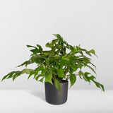 Livraison plante - Monstera Minima - h25cm, Ø15cm - plante d'intérieur