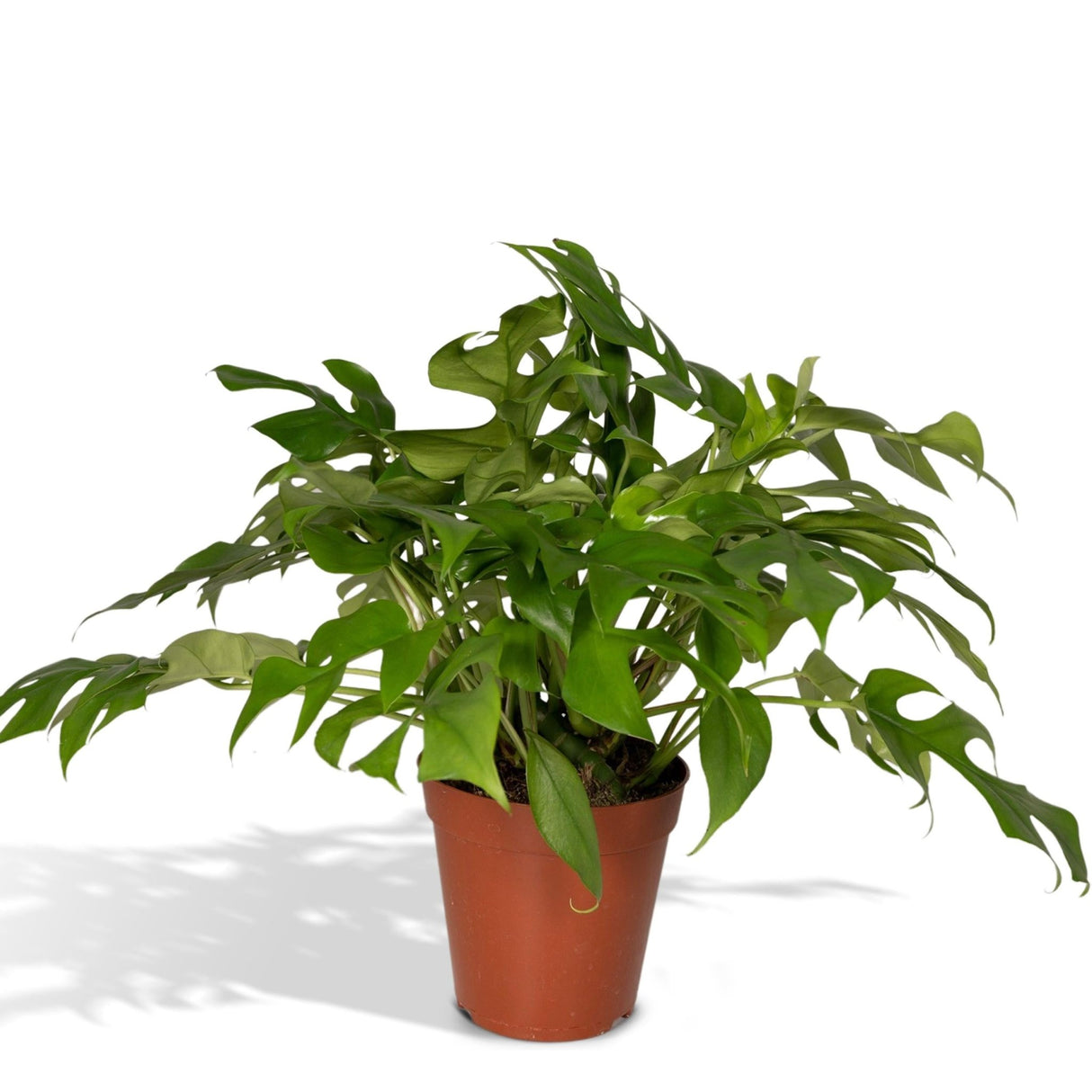 Livraison plante - Monstera Minima - h25cm, Ø15cm - plante d'intérieur
