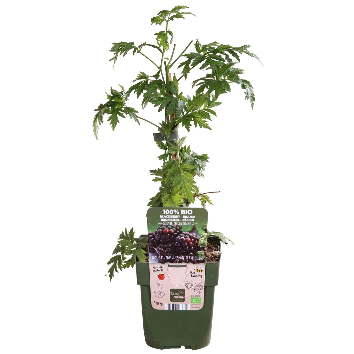 Livraison plante - Murier - ↨45cm - Ø13 - arbuste fruitier