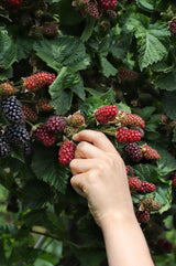 Livraison plante - Murier - ↨45cm - Ø13 - arbuste fruitier