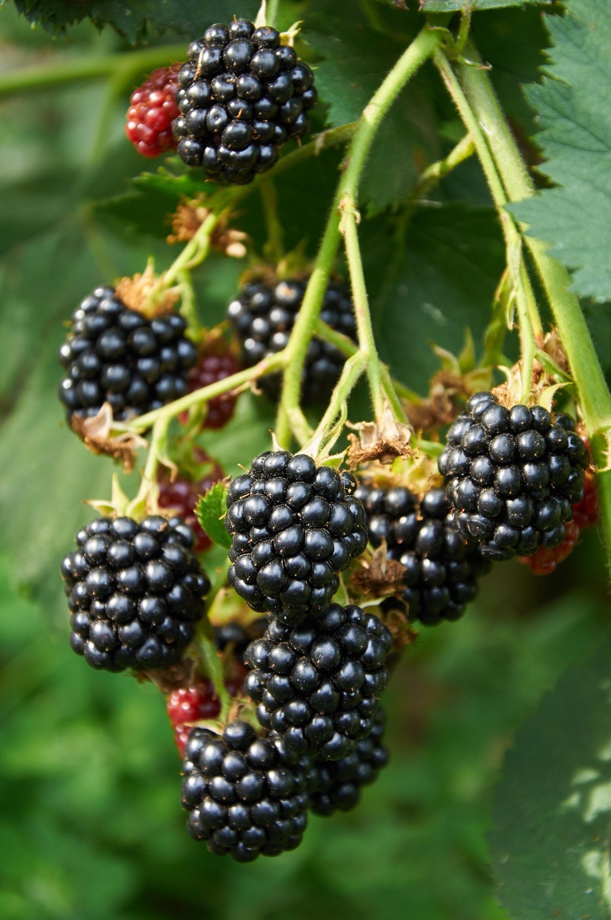 Livraison plante - Murier Lochness - ↨45cm - Ø13 - arbuste fruitier