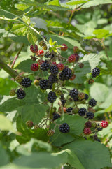 Livraison plante - Murier Lochness - ↨45cm - Ø13 - arbuste fruitier